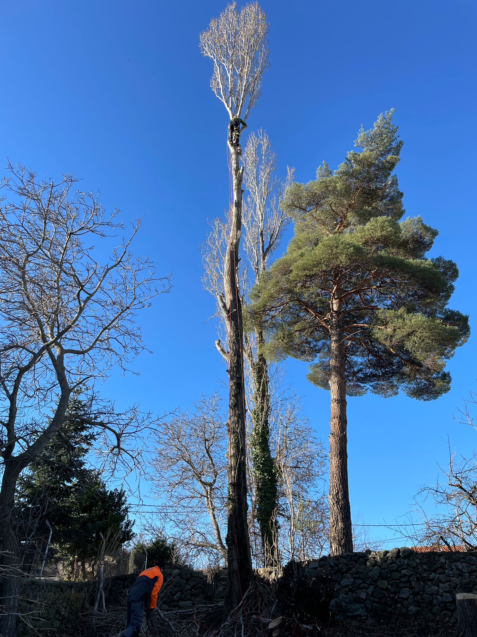 Tala y poda de árboles en altura Lugo Podas y talas de árboles en altura Lugo